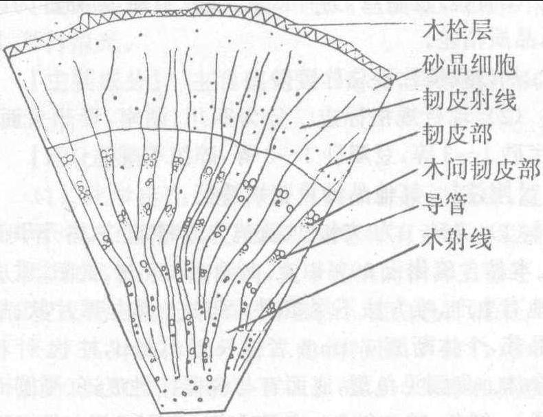 人参根横切面简图手绘图片